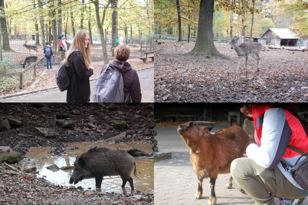 Ausflug in den Wildpark