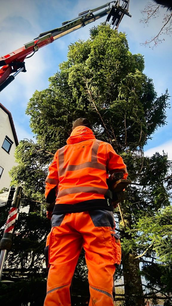 Stellen des Weihnachtsbaum auf dem Rathausplatz