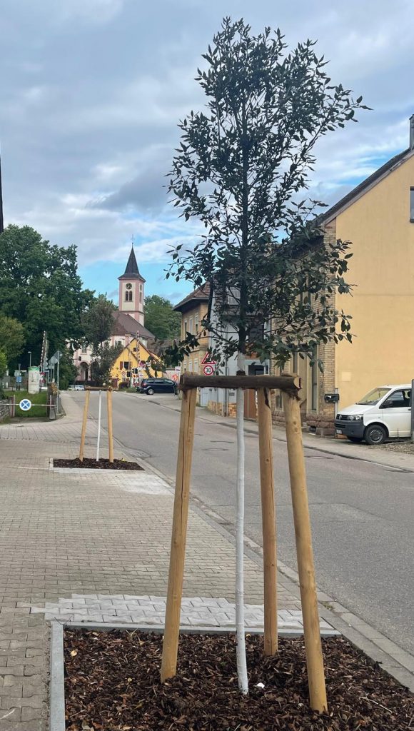 Baumbepflanzung in Gondelsheim