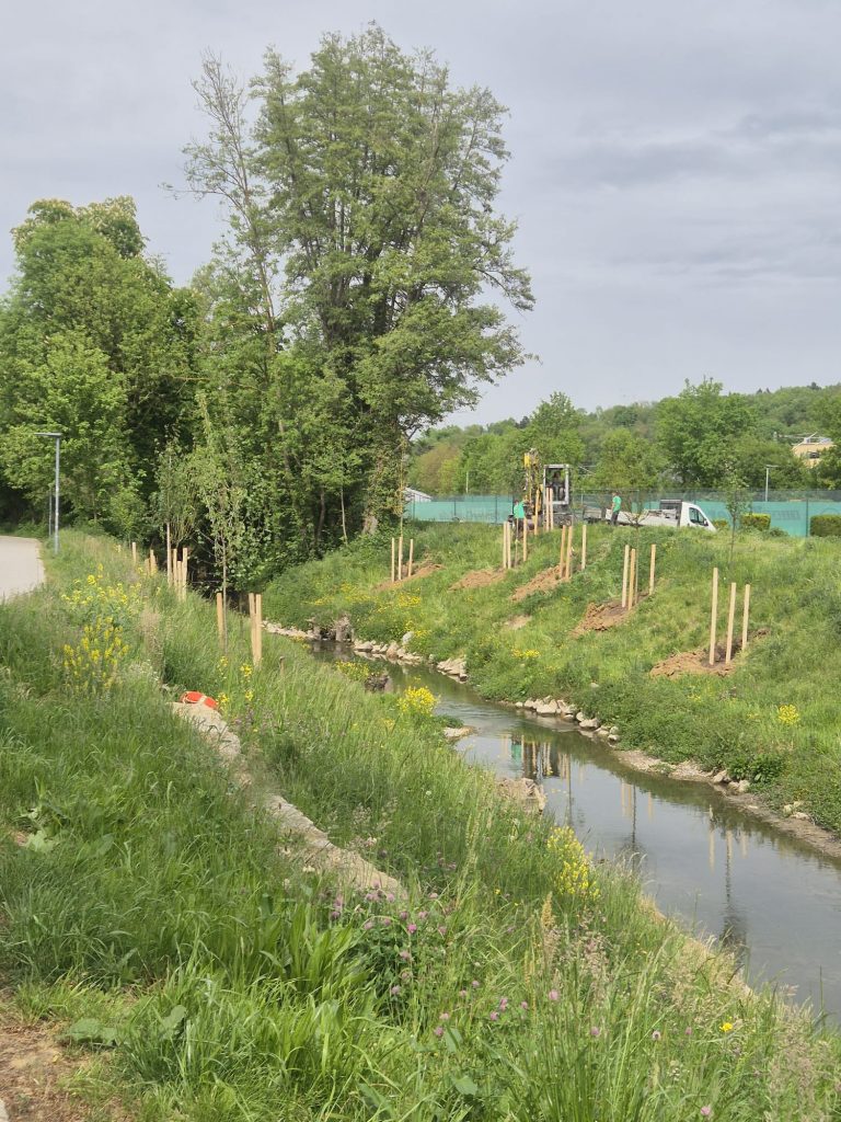 Baumbepflanzung in Gondelsheim
