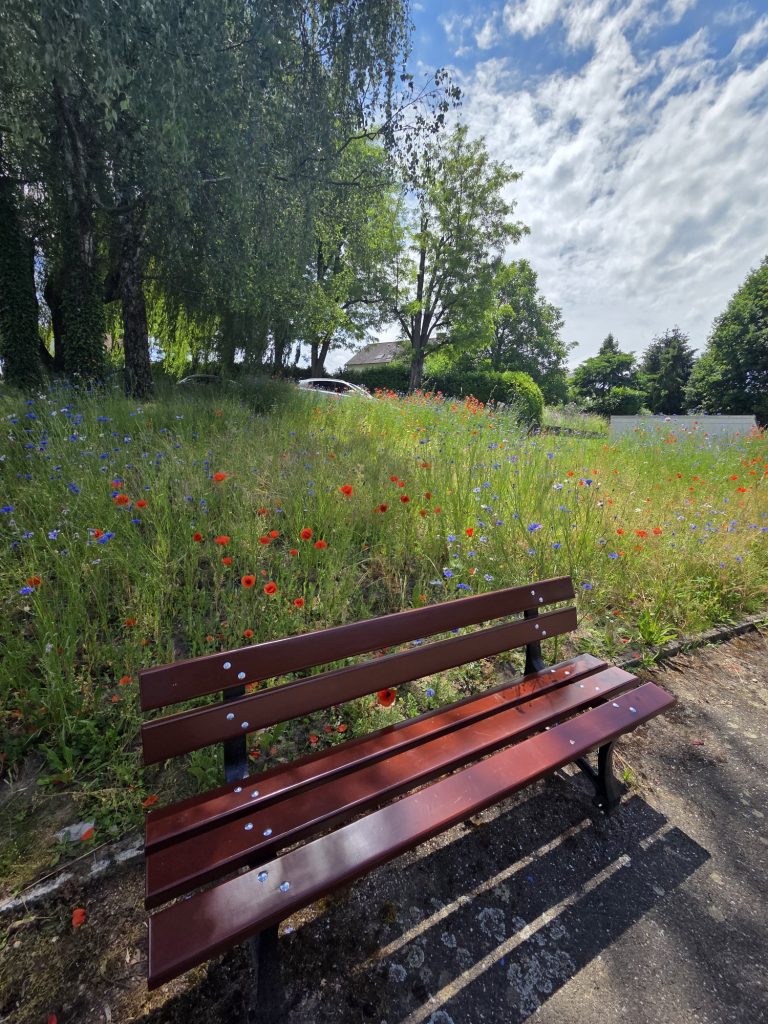 Blühende Wiesen in Gondelsheim