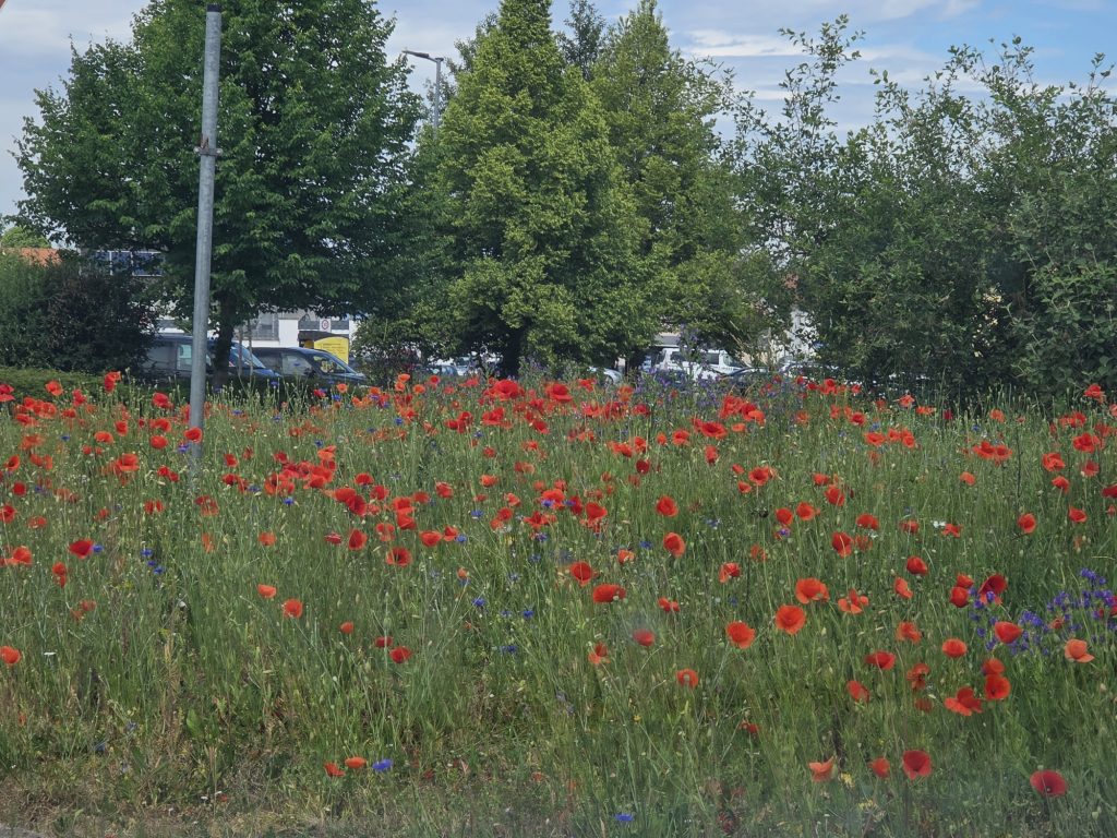 Blühende Wiesen in Gondelsheim