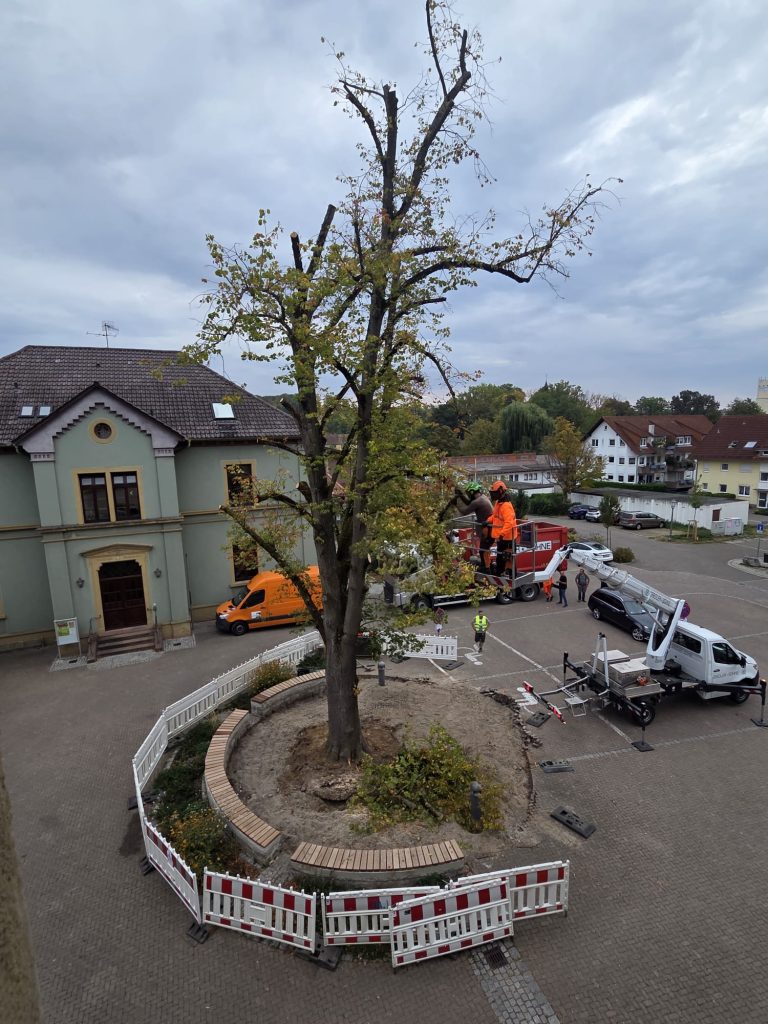 Abschied von der alten Rathausplatzlinde