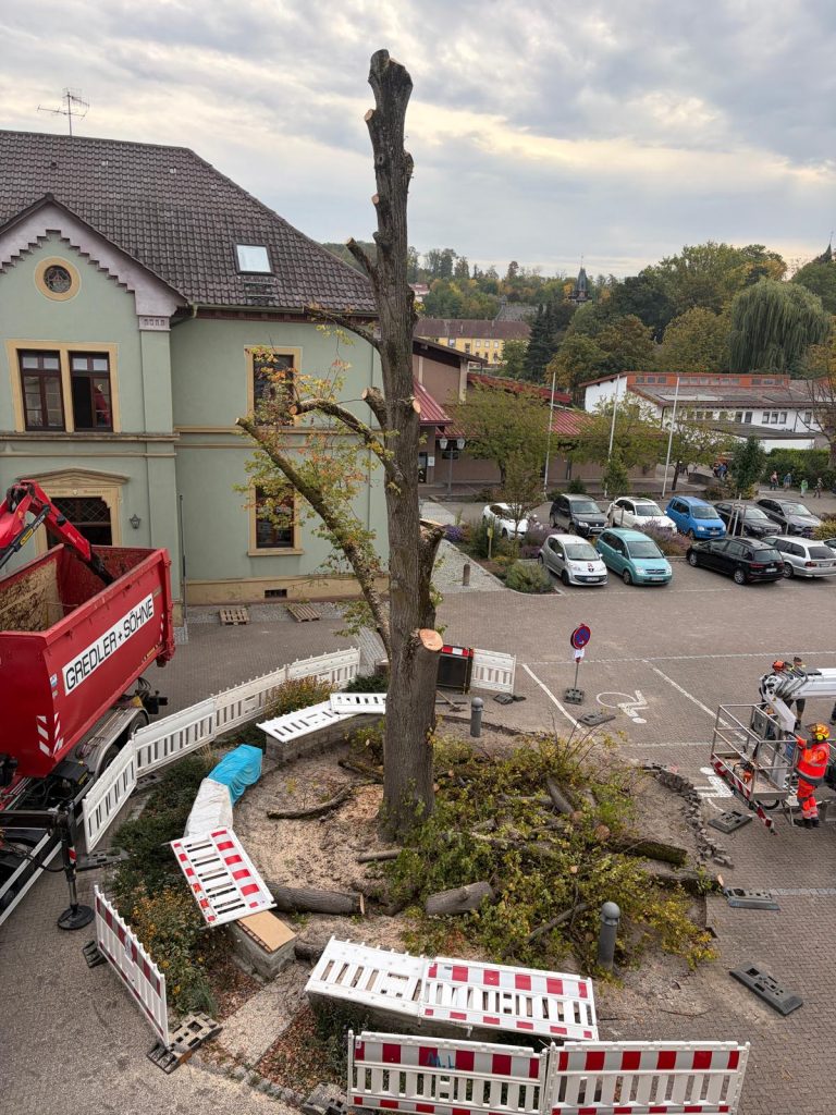 Abschied von der alten Rathausplatzlinde